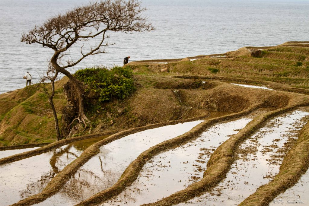 Japansk småskalig risodling, eller terrassodling på östkusten, nära Wajima. Japan, halvön Noto. Ishikawa, Noto peninsula